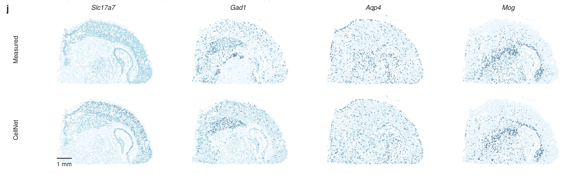 Measured and CellNet-predicted spatial expression maps for Slc17a7, Gad1, Aqp4 and Mog in mouse brain